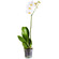 White Phalaenopsis orchid in a pot. Bermuda